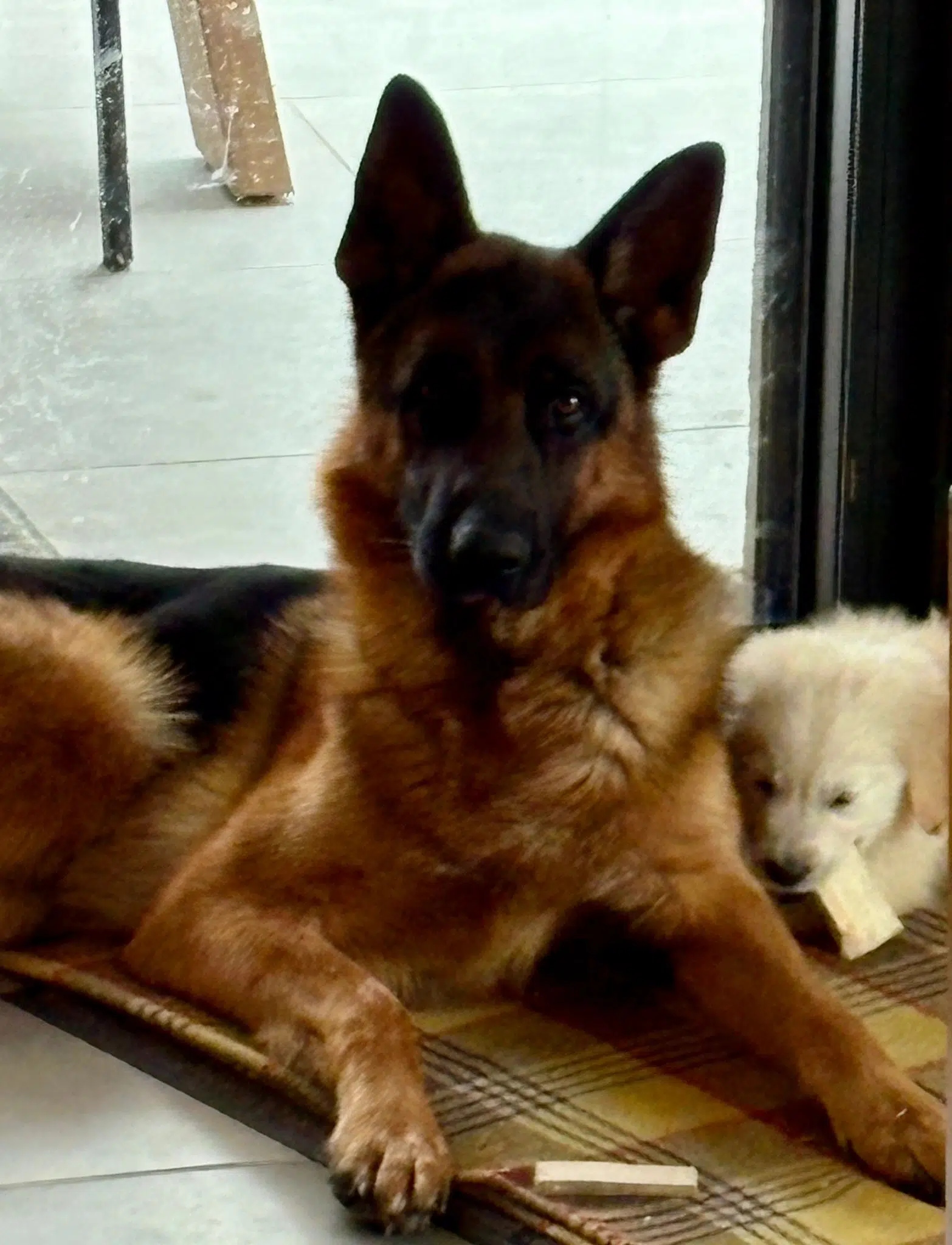 chien reunited   11600 Aragon Falco