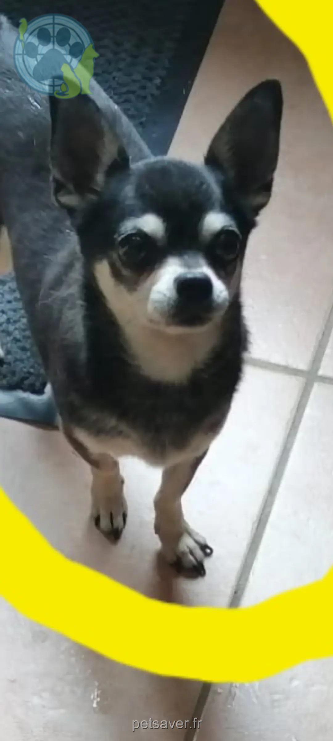Chien Perdu 11 Aude - Lovely Chien Perdu 11 Aude - Lovely