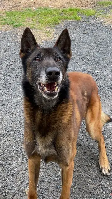 chien reunited   11300 Cournanel Lutor