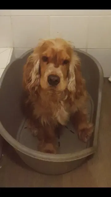 chien reunited   11160 Rieux-Minervois Seven