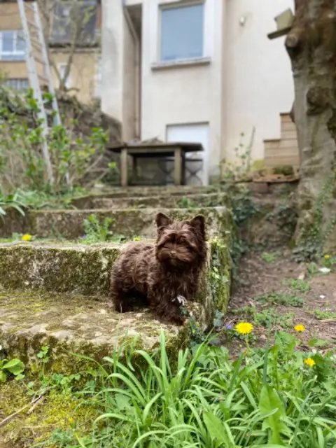 chien reunited   12000 Rodez Cacao
