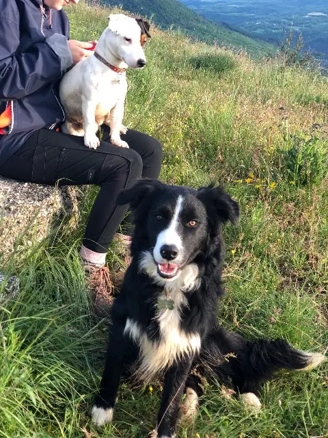 chien reunited   12230 La Couvertoirade Django