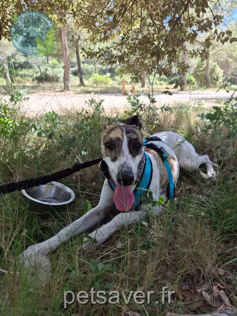 chien reunited   13500 Martigues Achille