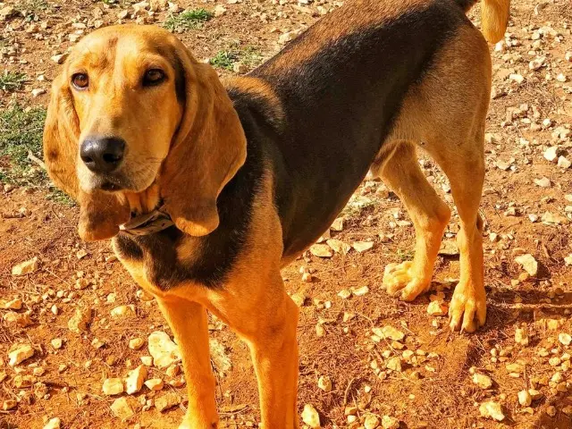 chien reunited    Aix-en-Provence Brownie