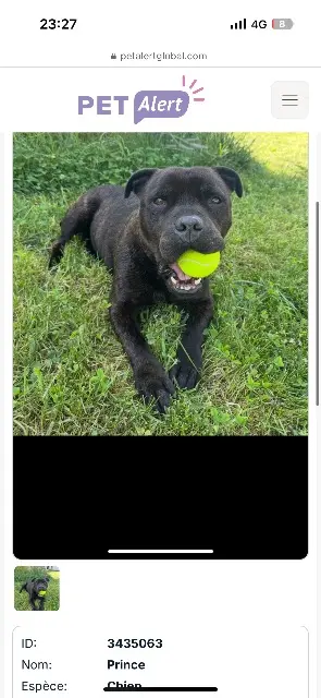 chien reunited    Aix-en-Provence Prince