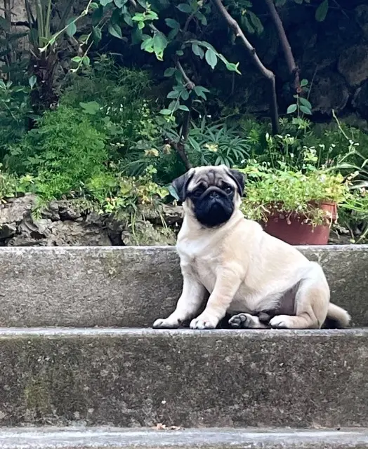 chien reunited   13170 Les Pennes-Mirabeau Ary