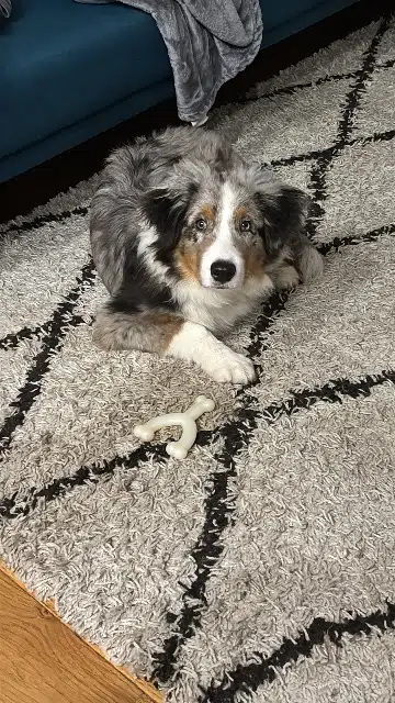 chien reunited   13100 Le Tholonet Azur