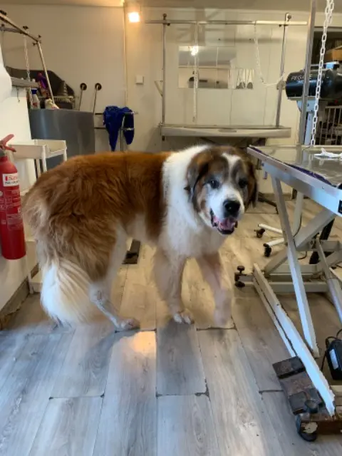 chien reunited   13510 Éguilles Bambou