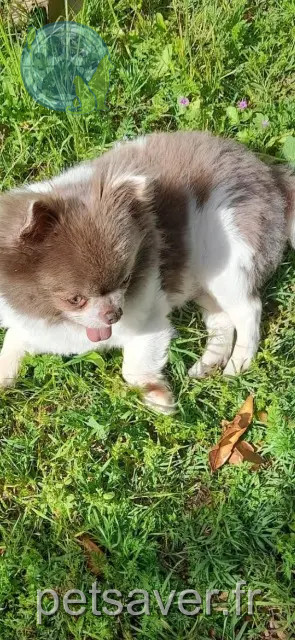chien reunited 13730 Saint-Victoret Bm