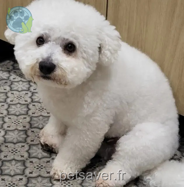 chien reunited   13190 Allauch DODO