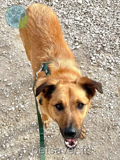 chien reunited   13500 Martigues Duke
