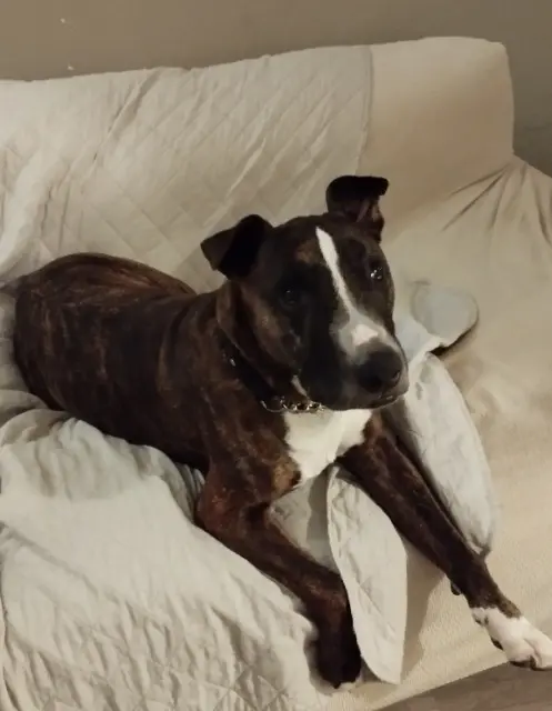 chien reunited    Martigues IAGO