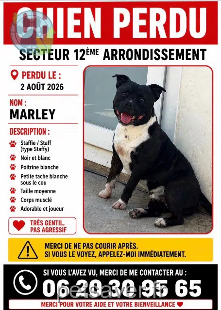 Hund reunited Marseille Fergougui