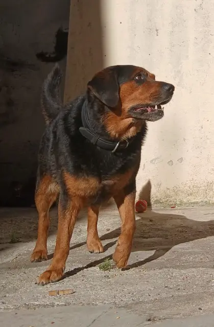 chien reunited    Marseille Kratos