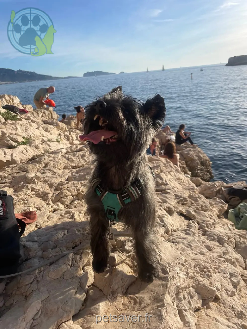 Chien Perdu 13 Bouches-du-Rhône Marseille - Léon Chien Perdu 13 Bouches-du-Rhône Marseille - Léon
