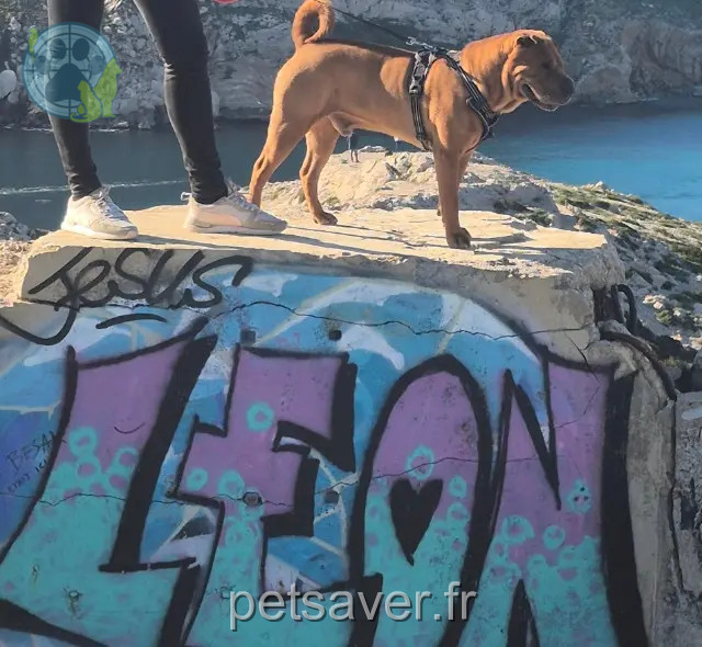 chien reunited Marseille Léon