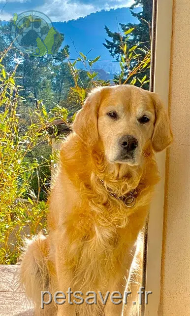 chien reunited Marseille Opi