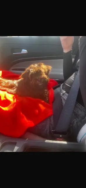 chien reunited    Marseille Ramus