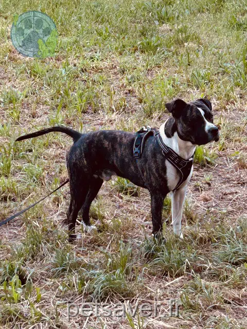 chien reunited Marseille Viper