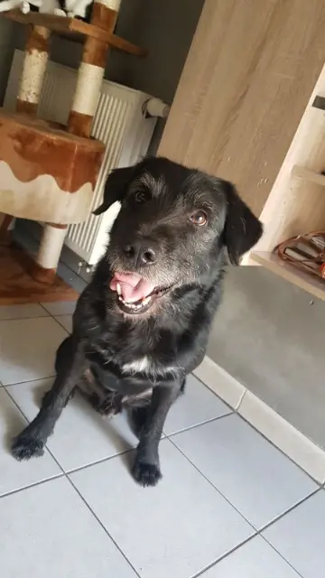 chien reunited   13370 Mallemort Pancho