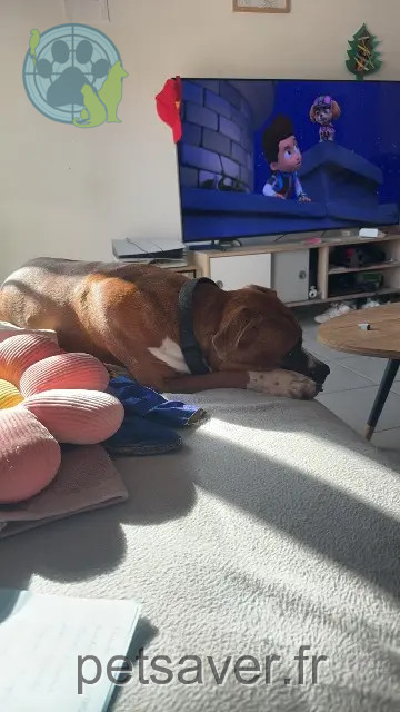 hond reunited 13560 Sénas Ragnar