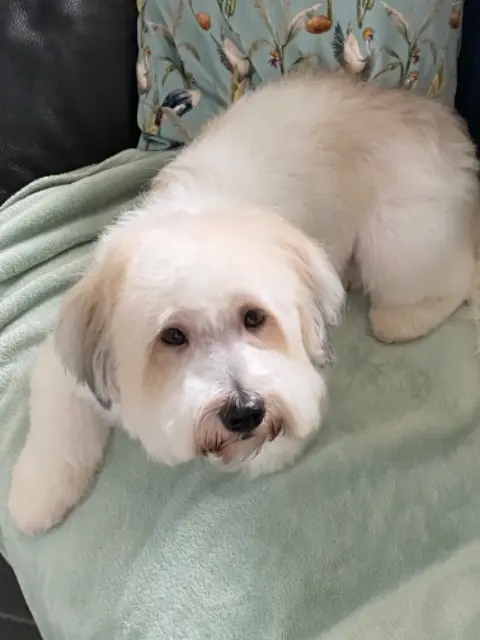 chien reunited   13170 Les Pennes-Mirabeau Ricky