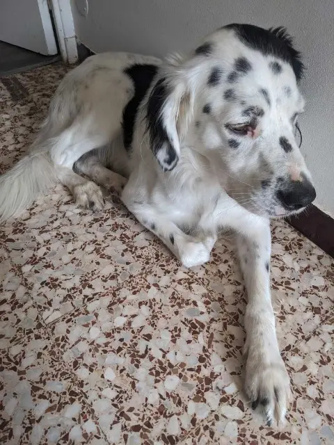 chien reunited   13600 La Ciotat SNOOPY