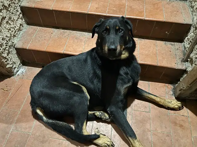 chien reunited   13400 Aubagne Starsky