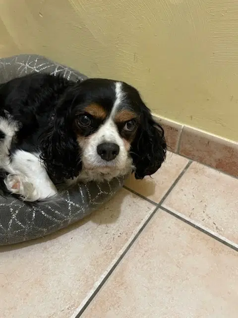 chien reunited   13150 Tarascon Timon