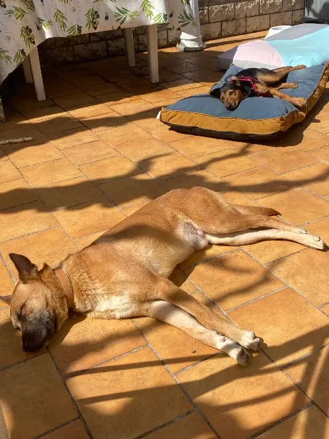 chien reunited   13720 La Bouilladisse Twix