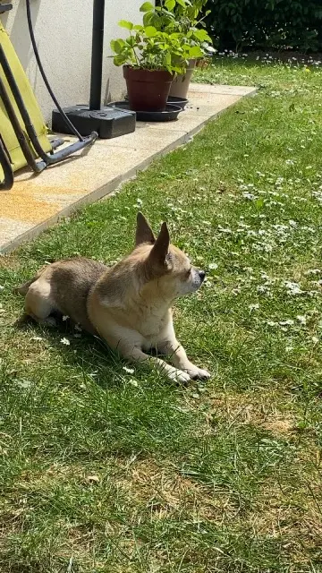 chien reunited   14000 Caen Joky