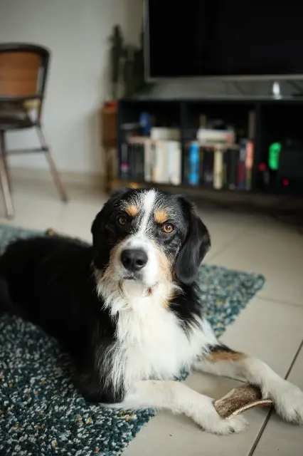 chien reunited   14000 Caen Uggy