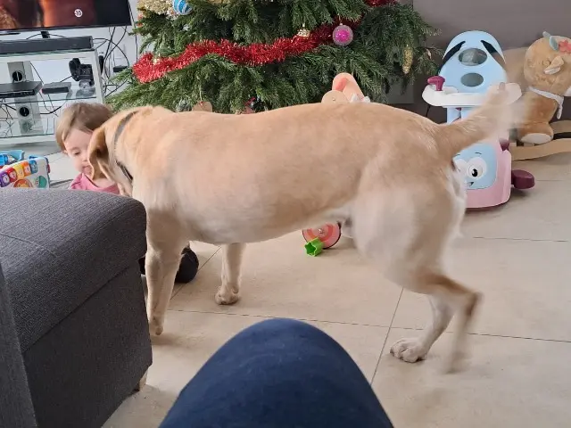 chien reunited   14470 Courseulles-sur-Mer Sopra