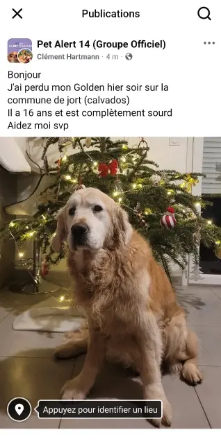 chien reunited   14170 Jort Exel