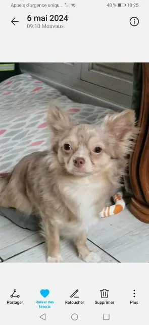 chien reunited   14100 Cordebugle Stitch