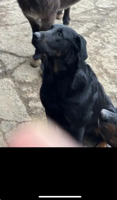 chien reunited   14250 Juaye-Mondaye Tyson