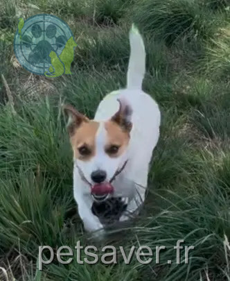 chien reunited 14500 Vire Normandie Spot