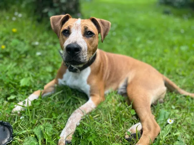 chien reunited   14290 Saint-Martin-de-Bienfaite-la-Cressonnière Volt