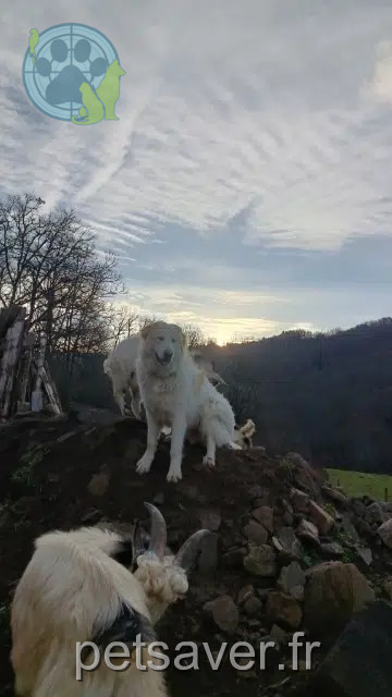 chien reunited   15140 Saint-Chamant Arès