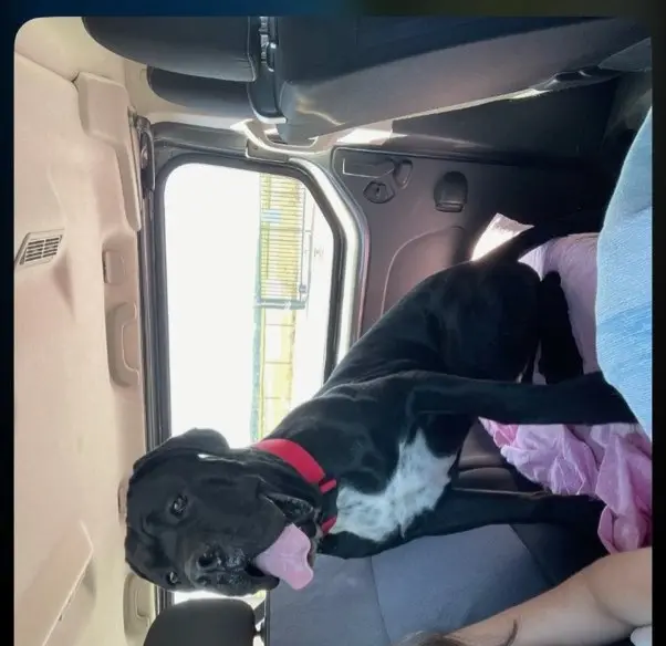 chien reunited   16110 Rivières Aiko