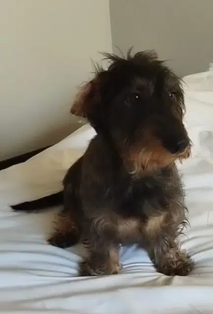 chien reunited   16120 Angeac-Charente Alfred