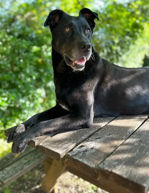 chien reunited   16800 Soyaux Eder