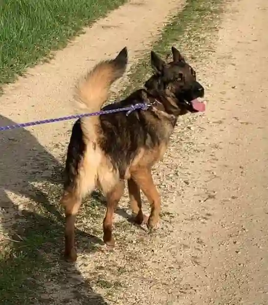 Chien Trouvé 16 Charente Graves-Saint-Amant - Buddy Chien Trouvé 16 Charente Graves-Saint-Amant - Buddy