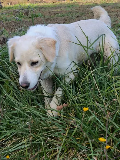 Chien Perdu 16 Charente Chien Perdu 16 Charente