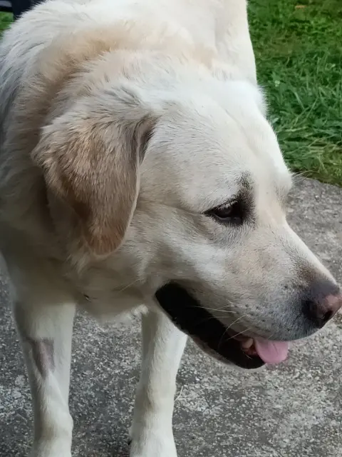 chien reunited   16410 Bouëx Lawky