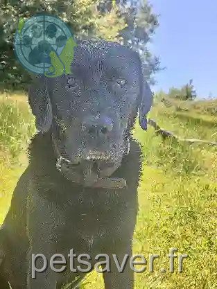 Chien Trouvé 16 Charente - Nexon Chien Trouvé 16 Charente - Nexon