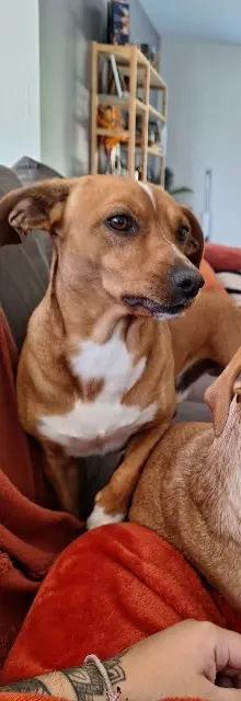 chien reunited   16130 Juillac-le-Coq Pacha