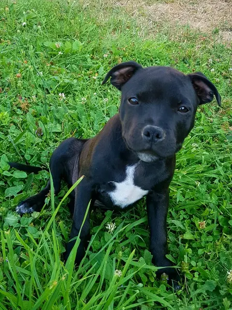 chien reunited   16110 Taponnat-Fleurignac Attila