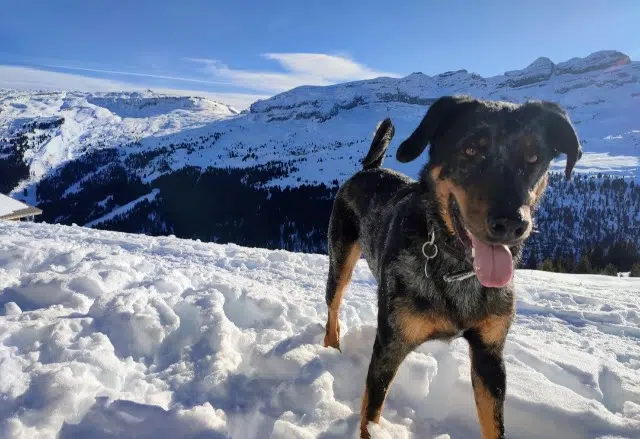 chien reunited   17490 Neuvicq-le-Château Moko