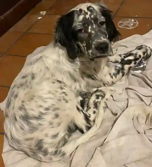 Chien Trouvé 17 Charente-Maritime - Tyrion Chien Trouvé 17 Charente-Maritime - Tyrion